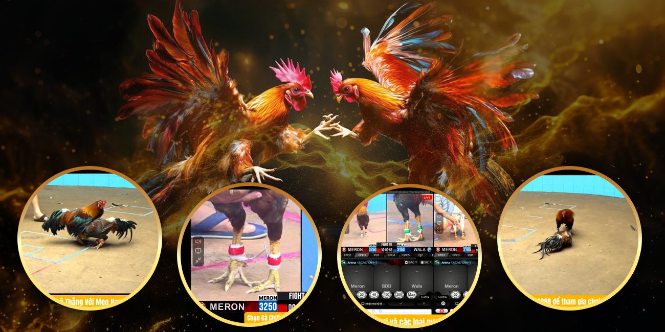 Hành động đá gà trực tiếp từ Thomo Arena – Mang đến cho bạn bởi GA888 Hành động đá gà trực tiếp từ Thomo Arena – Mang đến cho bạn bởi GA888