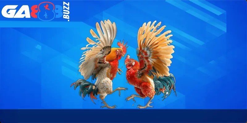 Đá gà đòn được người chơi Ga888 đánh giá cao