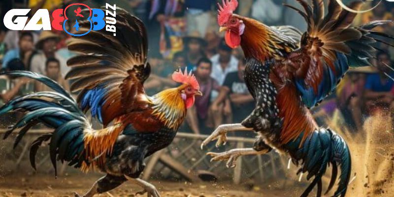 Nên áp dụng mẹo chơi đá gà Ga888 để thu lời cao